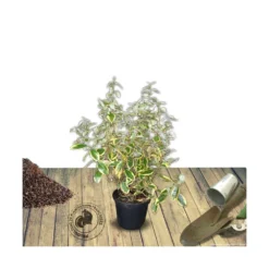 Elaeagnus X Ebbingei Viveleg®/pot De 7,5l - 80/100 Cm -Karcher Soldes 640098670c86d5.86233137