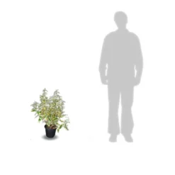 Elaeagnus X Ebbingei Viveleg®/pot De 7,5l - 80/100 Cm -Karcher Soldes 64009867184123.05823370