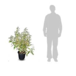 Elaeagnus X Ebbingei Viveleg®/pot De 7,5l - 80/100 Cm -Karcher Soldes 640098671cc634.82681727