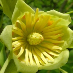 Tulipier De Virginie Tulipifera/pot De 12l - 150/175 Cm -Karcher Soldes 64009876add0b3.87943697