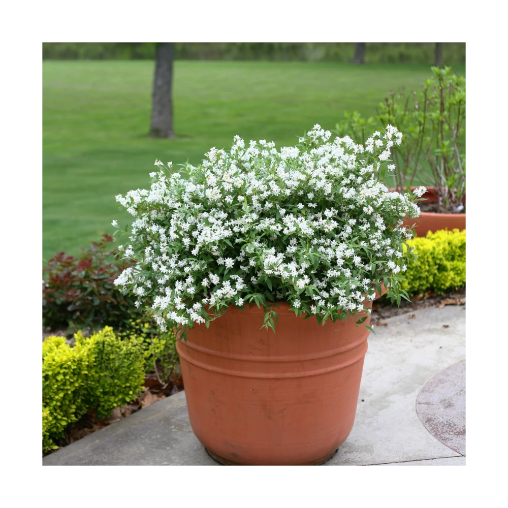 Deutzie X Hybrida Yuki Snowflake® 'ncdx1'/pot De 3l - 20/40 Cm 1 Deutzie X Hybrida Yuki Snowflake® 'ncdx1'/pot De 3l - 20/40 Cm