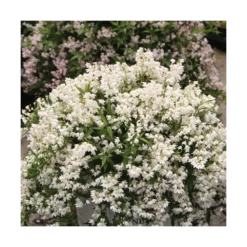Deutzie X Hybrida Yuki Snowflake® 'ncdx1'/pot De 3l - 20/40 Cm 5 Deutzie X Hybrida Yuki Snowflake® 'ncdx1'/pot De 3l - 20/40 Cm -Karcher Soldes 64009879e482b6.14119373