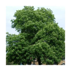 Sorbier Domestique , Cormier/pot De 5l - 80/100 Cm