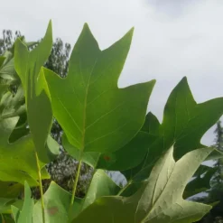 Tulipier De Virginie Tulipifera/pot De 25l - 175/200 Cm -Karcher Soldes 6400987ca6fd14.80585266