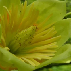 Tulipier De Virginie Tulipifera/pot De 25l - 175/200 Cm -Karcher Soldes 6400987cb42711.62826386