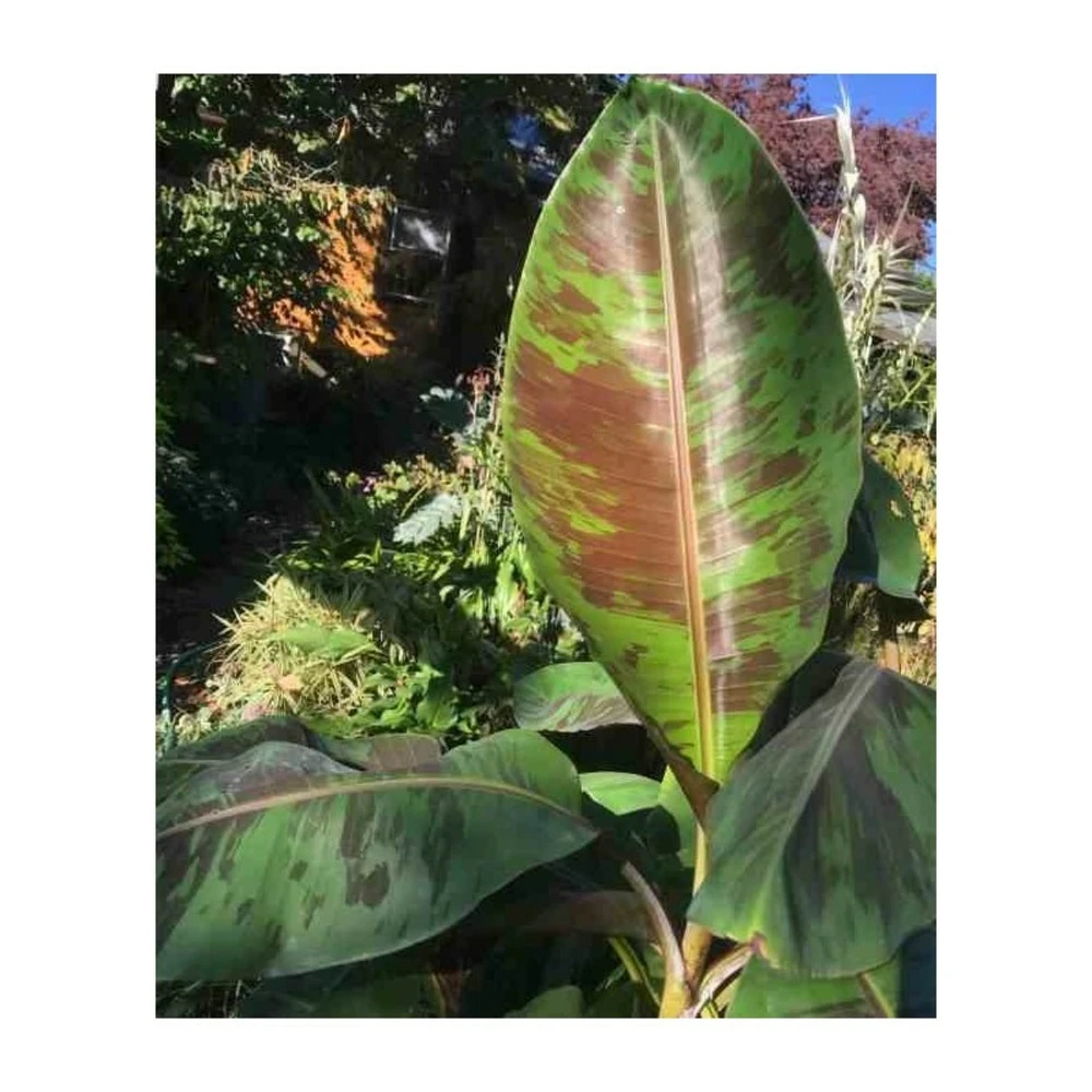 Bananier Musa Sikkimensis Rouge - Taille Pot De 6 Litres - 80/100 Cm 2 Bananier Musa Sikkimensis Rouge - Taille Pot De 6 Litres - 80/100 Cm – Image 2