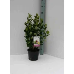 Acca Sellowiana (feijoa Ou Goyave Ananas) Rouge - Taille Pot De 9 Litres - 80/100 Cm -Karcher Soldes 64038b6a3b0d12.82589094