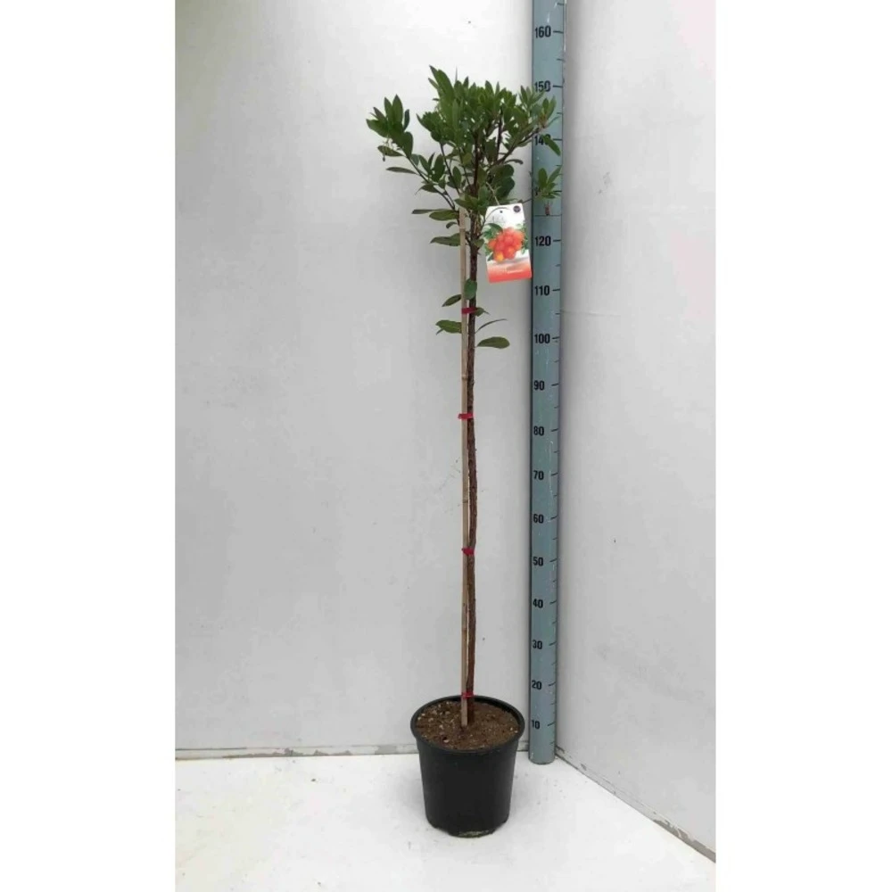 Arbutus Unedo Var. Rubra (arbousier) Blanc - Taille Pot De 2 Litres ? 30/40 Cm 2 Arbutus Unedo Var. Rubra (arbousier) Blanc - Taille Pot De 2 Litres ? 30/40 Cm – Image 2