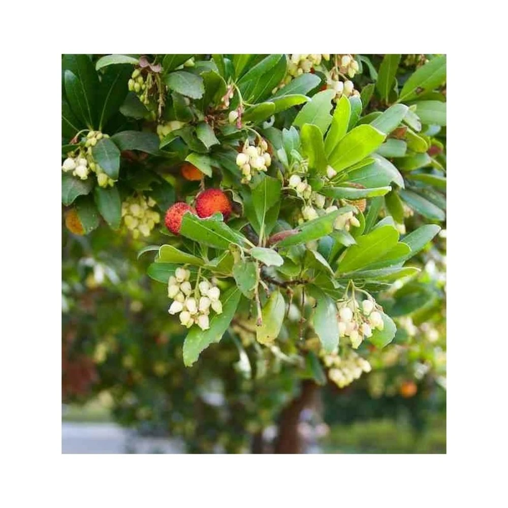 Arbutus Unedo Var. Rubra (arbousier) Blanc - Taille Pot De 2 Litres ? 30/40 Cm 4 Arbutus Unedo Var. Rubra (arbousier) Blanc - Taille Pot De 2 Litres ? 30/40 Cm – Image 4