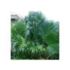 Livistona Chinensis (palmier éventail Chinois) Specimen Taille Pot 450l - 200/250cm - Stipe 100/125