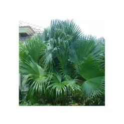 Livistona Chinensis (palmier éventail Chinois) Specimen Taille Pot 450l - 200/250cm - Stipe 100/125