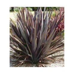 Phormium Tenax Var. Purpurea (lin De Nouvelle-zélande) Taille Pot De 6 Litres - 80/100 Cm - Jaune Et Rouge -Karcher Soldes 64038b7e56af09.73371287