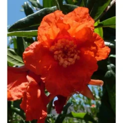 Punica Granatum (grenadier à Fruits) Rouge - Taille Pot 230l - 175/200cm - Peri 50/60 -Karcher Soldes 64038b913c67d0.55718243