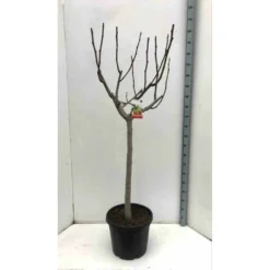 Ficus Carica (figuier) Blanc - Taille Pot De 5 Litres ? 80/100 Cm