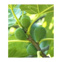Ficus Carica (figuier) Blanc - Taille Pot De 5 Litres ? 80/100 Cm 6 Ficus Carica (figuier) Blanc - Taille Pot De 5 Litres ? 80/100 Cm -Karcher Soldes 64038b954fb694.54877303