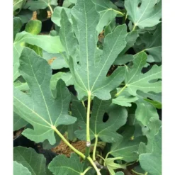 Ficus Carica (figuier) Blanc - Taille Pot De 5 Litres ? 80/100 Cm 7 Ficus Carica (figuier) Blanc - Taille Pot De 5 Litres ? 80/100 Cm -Karcher Soldes 64038b955ffd22.54349580