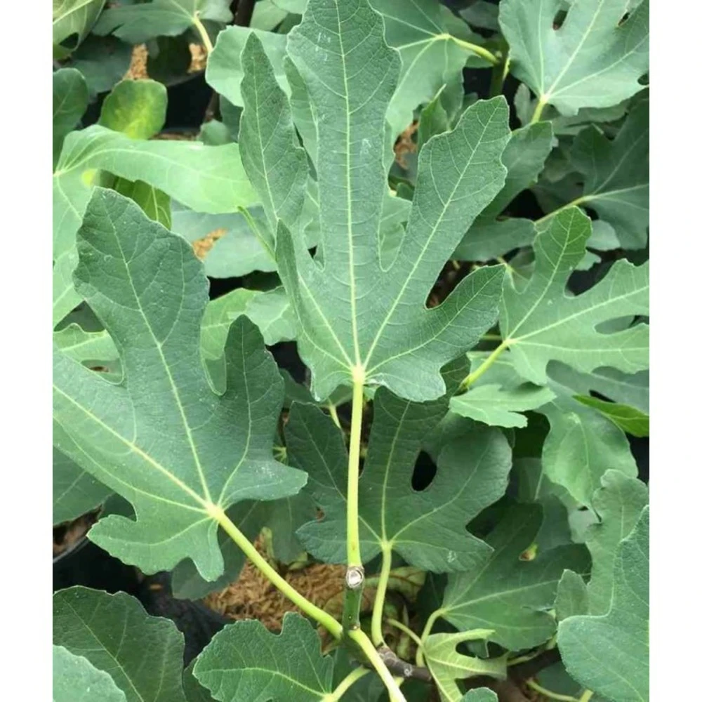 Ficus Carica (figuier) Blanc - Taille Pot De 5 Litres ? 80/100 Cm 4 Ficus Carica (figuier) Blanc - Taille Pot De 5 Litres ? 80/100 Cm – Image 4