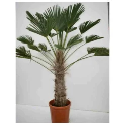 Trachycarpus Wagnerianus (palmier De Chusan, Palmier Moulin à Vent) Pot De 7 Litres - 40/60 Cm 6 Trachycarpus Wagnerianus (palmier De Chusan, Palmier Moulin à Vent) Pot De 7 Litres - 40/60 Cm -Karcher Soldes 64038b9736e953.70111914