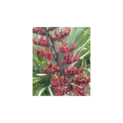 Phormium Tenax (lin De Nouvelle-zélande) Taille Pot De 6 Litres - 80/100 Cm - Jaune Et Rouge -Karcher Soldes 64038b99050997.37885403