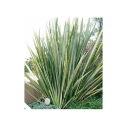 Phormium Tenax (lin De Nouvelle-zélande) Taille Pot De 6 Litres - 80/100 Cm - Jaune Et Rouge -Karcher Soldes 64038b99176297.65900660