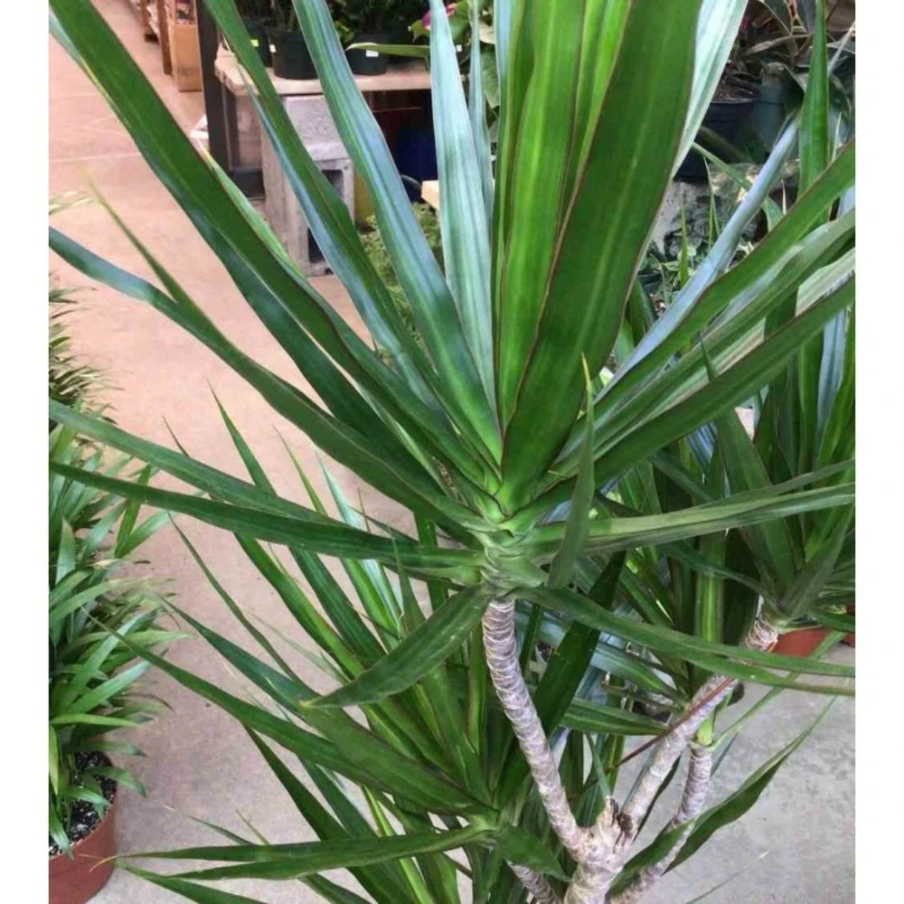 Dracaena Marginata 'green' (dragonnier) Taille Pot De 80l - Total 175/200cm 2 Dracaena Marginata 'green' (dragonnier) Taille Pot De 80l - Total 175/200cm – Image 2