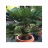 Kit 3 Trachycarpus Wagnerianus Pour Création De Bosquet