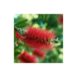 Callistemon Laevis Rouge - Taille Pot De 2 Litres - 60/80 Cm 5 Callistemon Laevis Rouge - Taille Pot De 2 Litres - 60/80 Cm -Karcher Soldes 64038bac7da2a5.13759844
