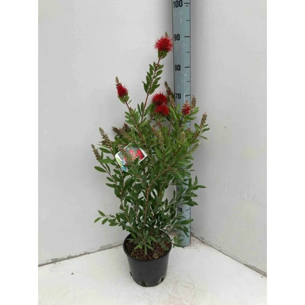 Callistemon Laevis Rouge - Taille Pot De 2 Litres - 60/80 Cm 2 Callistemon Laevis Rouge - Taille Pot De 2 Litres - 60/80 Cm – Image 2