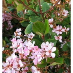 Rhaphiolepis Indica Taille Pot De 2 Litres ? 20/30 Cm - Rose 5 Rhaphiolepis Indica Taille Pot De 2 Litres ? 20/30 Cm - Rose -Karcher Soldes 64038baf4762c1.44792849