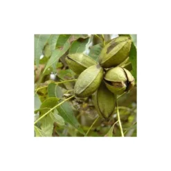 Carya Illinoinensis Adulte (noix De Pecan, Pacanier) Vert - Taille Pot De 25l - 160/180cm -Karcher Soldes 64038bc1ed1d10.59943051