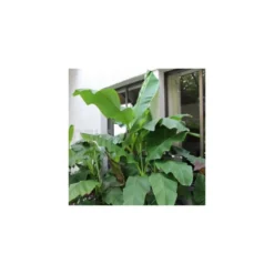 Collection De 3 Bananiers Rustiques -Karcher Soldes 64038bc36312f5.34877804