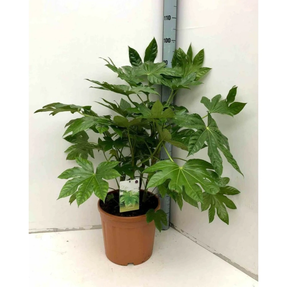 Fatsia Japonica (aralia Du Japon) Blanc - Taille Pot De 14l - 80/100 Cm 1 Fatsia Japonica (aralia Du Japon) Blanc - Taille Pot De 14l - 80/100 Cm