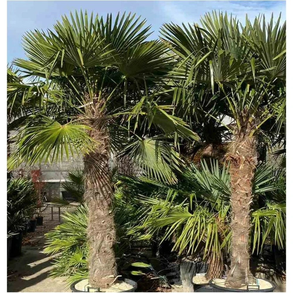 Trachycarpus Fortunei (palmier Chanvre, Palmier Moulin à Vent) Taille Pot De 7 Litres ? 80/100 Cm - Jaune 2 Trachycarpus Fortunei (palmier Chanvre, Palmier Moulin à Vent) Taille Pot De 7 Litres ? 80/100 Cm - Jaune – Image 2