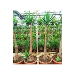 Yucca Elephantipes (yucca Pied D'éléphant) Blanc - Taille Pot De 160l - Ramifié - 180/220cm -Karcher Soldes 64038bd0790c95.70437827