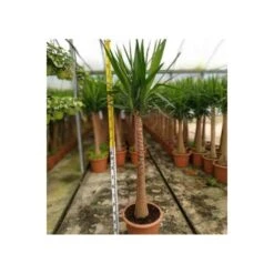 Yucca Elephantipes (yucca Pied D'éléphant) Blanc - Taille Pot De 160l - Ramifié - 180/220cm -Karcher Soldes 64038bd0825c65.83842737