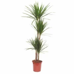 Dracaena Marginata 'green' (dragonnier) Taille Pot De 50l - 150/175cm -Karcher Soldes 64038bd22aa623.33903205