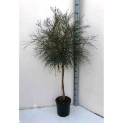 Grevillea Johnsonii (grevillea De Johnson Ou Fleur D'araignée De Johnson,) Pot De 4 Litres 50/60 Cm 6 Grevillea Johnsonii (grevillea De Johnson Ou Fleur D'araignée De Johnson,) Pot De 4 Litres 50/60 Cm -Karcher Soldes 6403954abb8df9.46854070