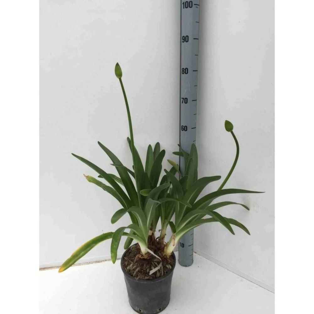 Agapanthus Praecox (agapanthe) Taille Pot De 3 Litres - 30/40cm - Violet 1 Agapanthus Praecox (agapanthe) Taille Pot De 3 Litres - 30/40cm - Violet