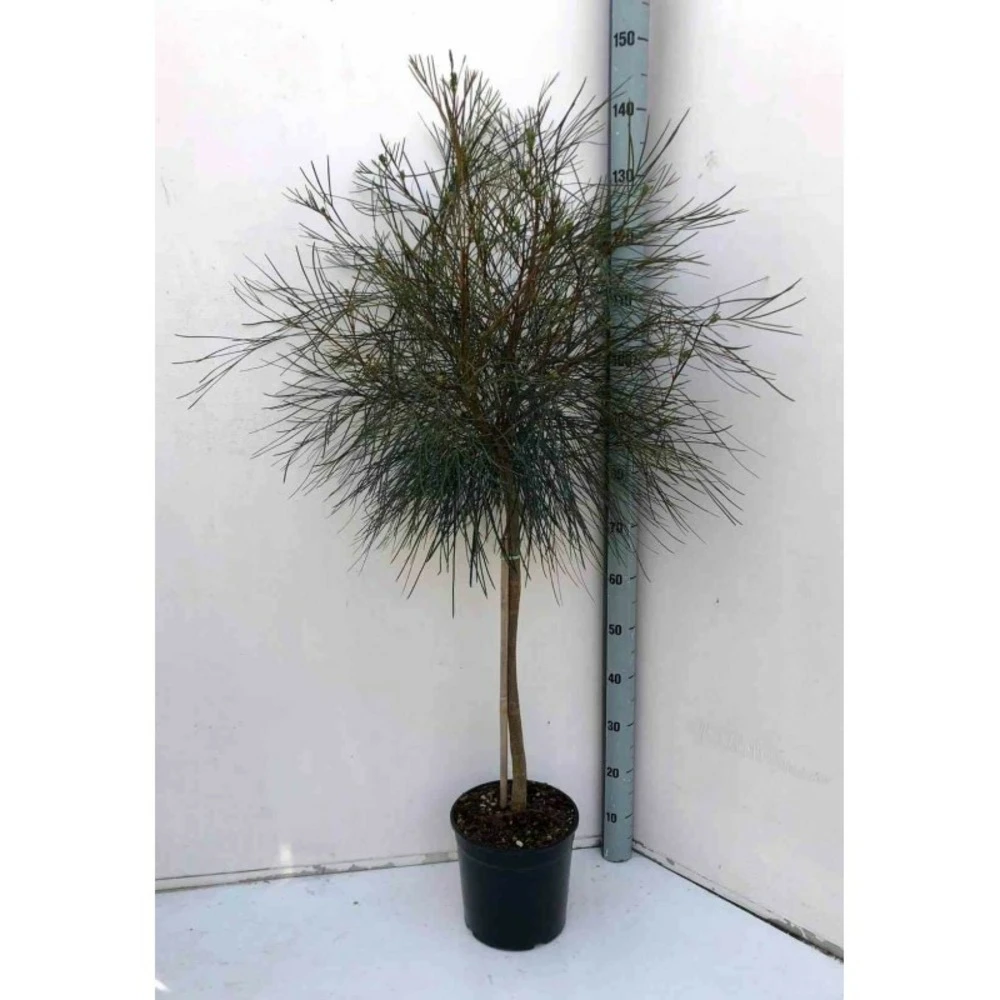 Grevillea Johnsonii (grevillea De Johnson Ou Fleur D'araignée De Johnson,) Taille Pot De 6 Litres - 100/120 Cm 3 Grevillea Johnsonii (grevillea De Johnson Ou Fleur D'araignée De Johnson,) Taille Pot De 6 Litres - 100/120 Cm – Image 3