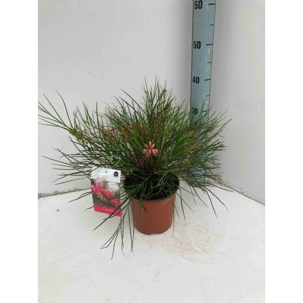 Grevillea Johnsonii (grevillea De Johnson Ou Fleur D'araignée De Johnson,) Taille Pot De 6 Litres - 100/120 Cm 1 Grevillea Johnsonii (grevillea De Johnson Ou Fleur D'araignée De Johnson,) Taille Pot De 6 Litres - 100/120 Cm