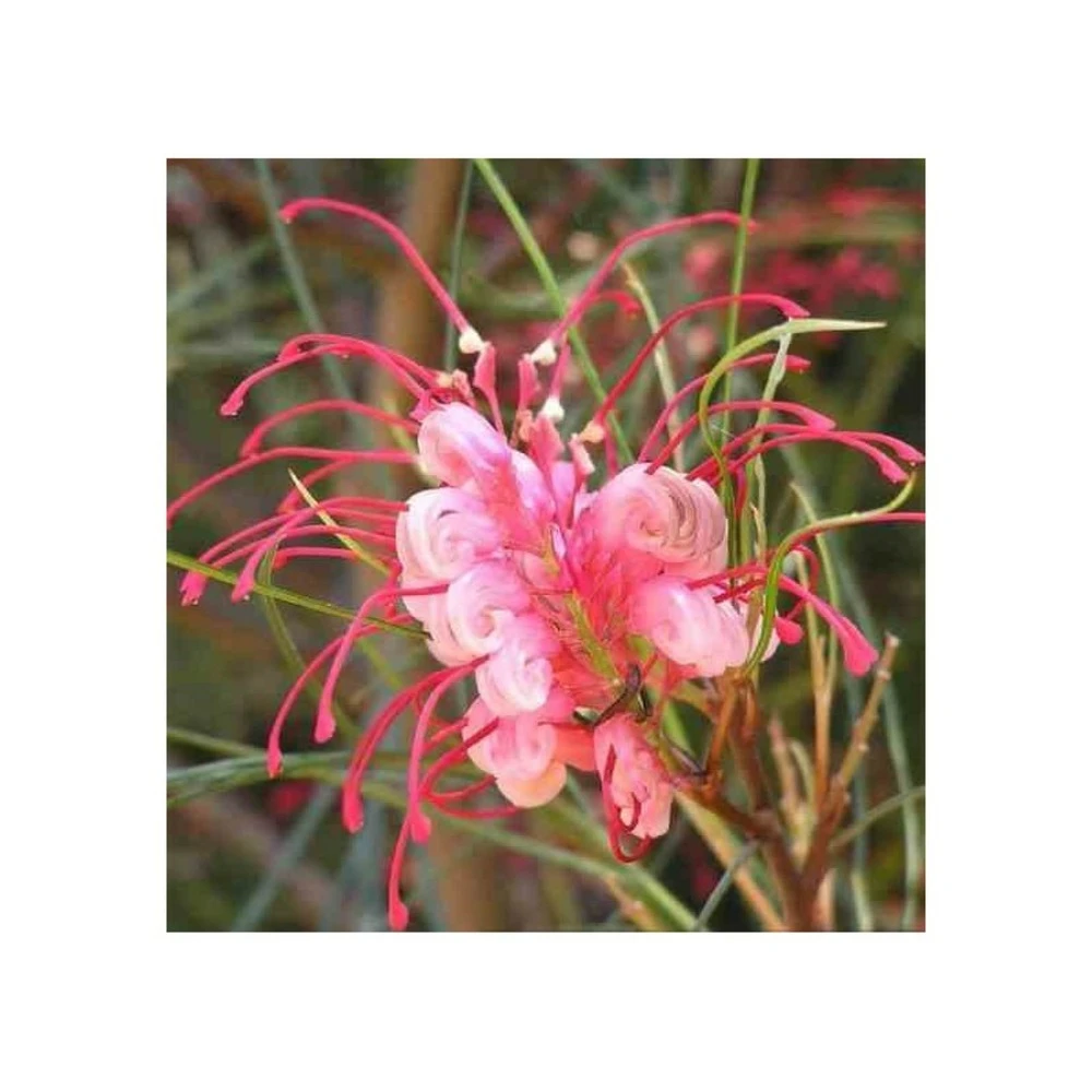 Grevillea Johnsonii (grevillea De Johnson Ou Fleur D'araignée De Johnson,) Taille Pot De 6 Litres - 100/120 Cm 4 Grevillea Johnsonii (grevillea De Johnson Ou Fleur D'araignée De Johnson,) Taille Pot De 6 Litres - 100/120 Cm – Image 4