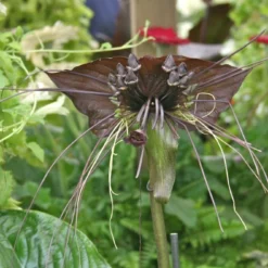 Kit De Culture - Fleur Chauve-souris - 10 Graines - Tacca Chantrieri 10 Kit De Culture - Fleur Chauve-souris - 10 Graines - Tacca Chantrieri -Karcher Soldes 64063aa2cd2625.34699731