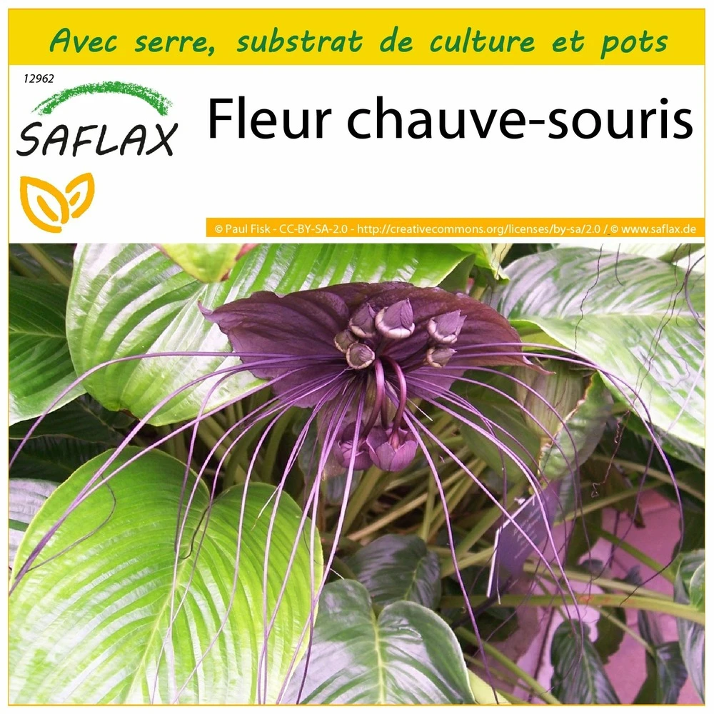 Kit De Culture - Fleur Chauve-souris - 10 Graines - Tacca Chantrieri 1 Kit De Culture - Fleur Chauve-souris - 10 Graines - Tacca Chantrieri
