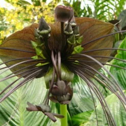 Kit De Culture - Fleur Chauve-souris - 10 Graines - Tacca Chantrieri 11 Kit De Culture - Fleur Chauve-souris - 10 Graines - Tacca Chantrieri -Karcher Soldes 64063aa2d6e330.86673549