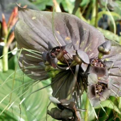 Kit De Culture - Fleur Chauve-souris - 10 Graines - Tacca Chantrieri 12 Kit De Culture - Fleur Chauve-souris - 10 Graines - Tacca Chantrieri -Karcher Soldes 64063aa2db9035.02599166