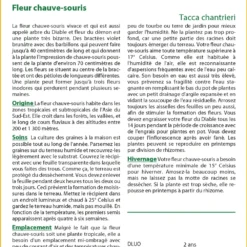 Kit De Culture - Fleur Chauve-souris - 10 Graines - Tacca Chantrieri 9 Kit De Culture - Fleur Chauve-souris - 10 Graines - Tacca Chantrieri -Karcher Soldes 64063aa2e09686.92559263