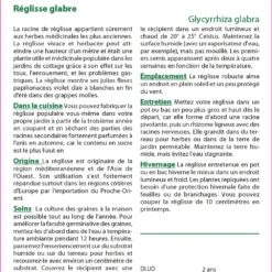 Kit De Culture - Réglisse Glabre - 30 Graines - Glycyrrhiza Glabra 9 Kit De Culture - Réglisse Glabre - 30 Graines - Glycyrrhiza Glabra -Karcher Soldes 64064109ee4422.78800573