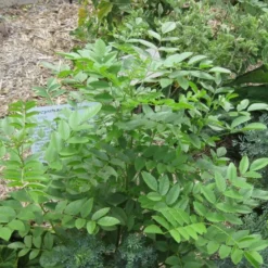 Kit De Culture - Réglisse Glabre - 30 Graines - Glycyrrhiza Glabra 12 Kit De Culture - Réglisse Glabre - 30 Graines - Glycyrrhiza Glabra -Karcher Soldes 6406410a16bf83.47783647