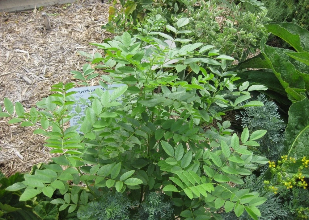 Kit De Culture - Réglisse Glabre - 30 Graines - Glycyrrhiza Glabra 6 Kit De Culture - Réglisse Glabre - 30 Graines - Glycyrrhiza Glabra – Image 6