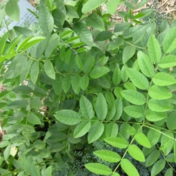 Kit De Culture - Réglisse Glabre - 30 Graines - Glycyrrhiza Glabra 11 Kit De Culture - Réglisse Glabre - 30 Graines - Glycyrrhiza Glabra -Karcher Soldes 6406410a1b7c19.70266138